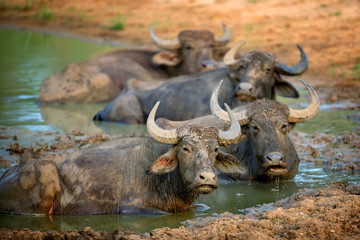 Water buffalo are bathing in a lake