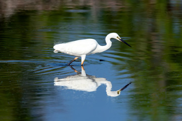 Great white egret