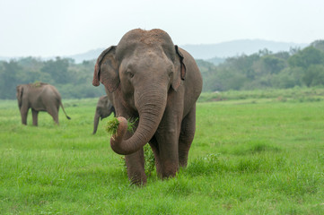 Fototapeta na wymiar Elephants in National Park of Sri Lanka