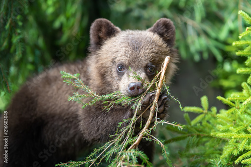 Cub of brown bear in the forest