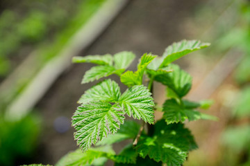 Raspberry bush in the garden. Selective focus.