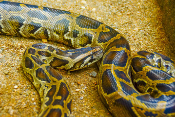 Ball Python , Closed Up