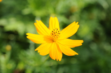 オレンジ色のキバナコスモスの花
