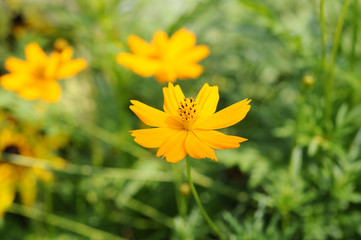 オレンジ色のキバナコスモスの花