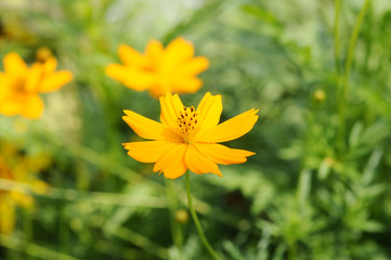 オレンジ色のキバナコスモスの花