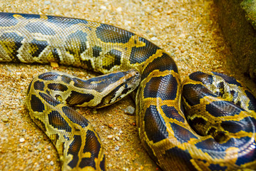 Ball Python , Closed Up