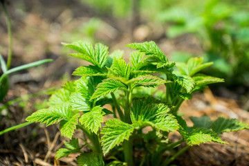 Raspberry bush in the garden. Selective focus.