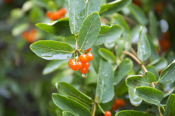Orange closeup berries. Wolfberry bush with dew drops. Fresh green blurred background.