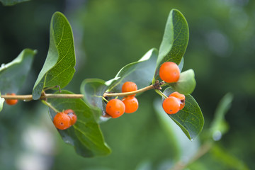 Orange closeup berries. Wolfberry bush with dew drops. Fresh green blurred background.