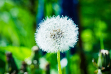 Beautiful dandelion in the field. Selective focus. Shallow depth of field.