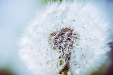 Beautiful dandelion in the field. Selective focus. Shallow depth of field.