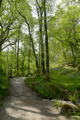 Fototapeta na wymiar Path through woods by Rydalwater, Lake District