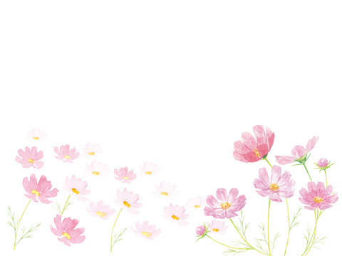 46 8 Best コスモス Images Stock Photos Vectors Adobe Stock 46 8 Best コスモス Images Stock Photos Vectors Adobe Stock