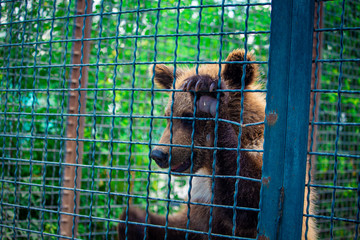 bear cub in a cage
