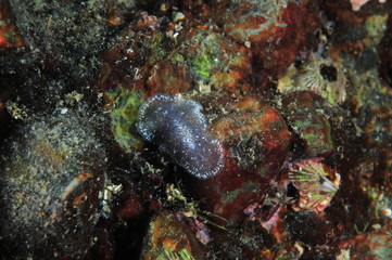 Translucent flatworm on colorful rock face. It looks like decorated plastic tape moving surprisingly fast.