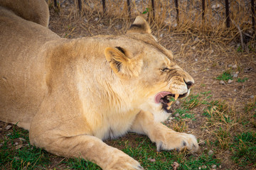 the lion lies on the ground