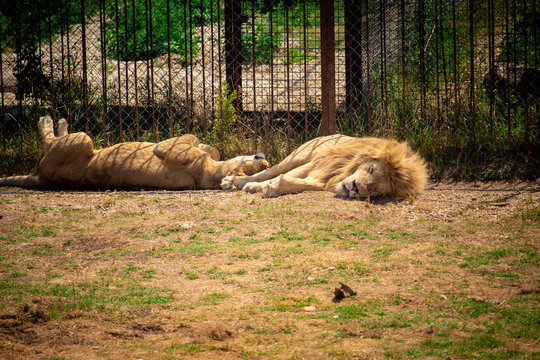 .two lions lie on the ground © Светлана Наклейщиков
