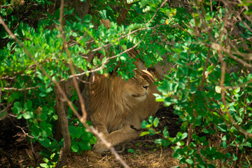 Naklejka premium the lion lies on the ground