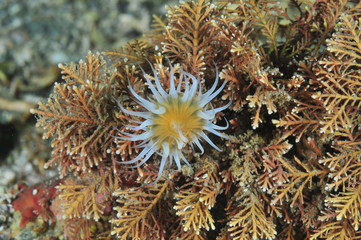Common white tentacled anemone Anthothoe albocincta growing on short tree-like brown algae.