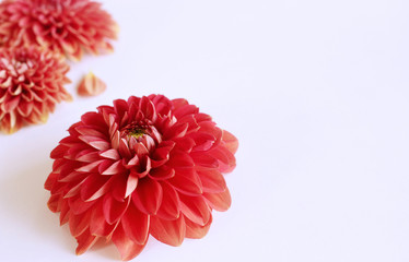 Dahlia red isolate on white background for design of valentine's cards.