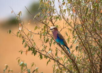 Birds