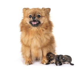 puppy pomeranian and mother