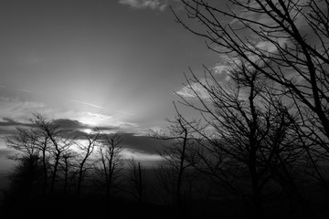 Skeletal trees silhouettes in winter, against sky at sunset