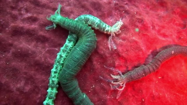 Sea worms like parasites helminth on seabed underwater on Galapagos. Amazing life of tropical nature world in blue water. Scuba diving.