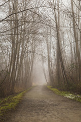 Hiking trail in the forest on a foggy morning
