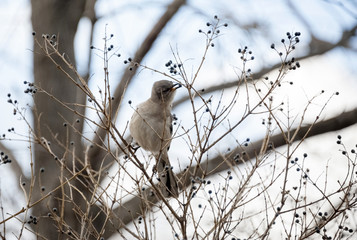 Northern Mockingbird eating berries off tree in winter