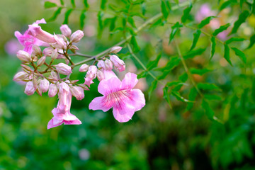 Beautiful pink flower blur background with copy space
