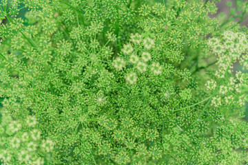 background of dill flowers. Selective focuse
