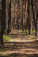 Flora of forest. Trees and walkway during summer with sunlight