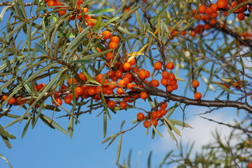 buckthorn