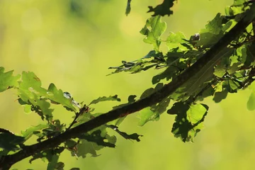 Fototapeten natürlicher grüner Hintergrund © emieldelange