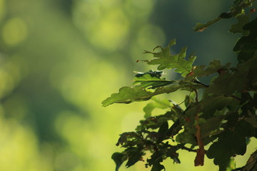 natuurlijke groene achtergrond
