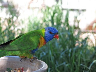 Rainbow lorikeet in the wildlife, NSW, Australia