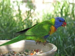 Rainbow lorikeet in the wildlife, NSW, Australia