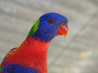 Rainbow lorikeet in the wildlife, NSW, Australia