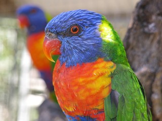 Rainbow lorikeet in the wildlife, NSW, Australia
