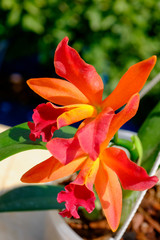 Glamorous orchid Cattleya labiata