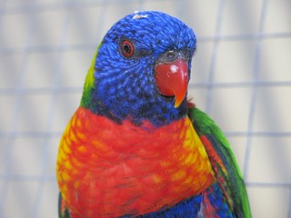Rainbow lorikeet in the wildlife, NSW, Australia