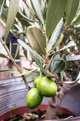 Olive tree branches with fruits