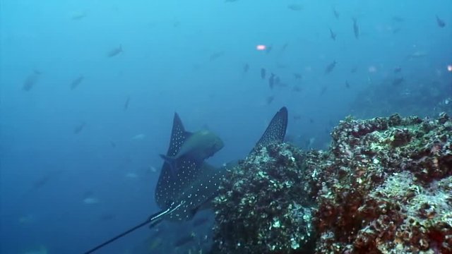Stingray Dasyatidae swims paired with tuna fish underwater in ocean. Amazing life of nature world. Scuba diving on Galapagos.