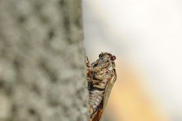 蝉　アブラゼミ