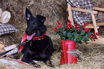 black dog mongrel amid hay with a bow on his neck and New Year's decorations,