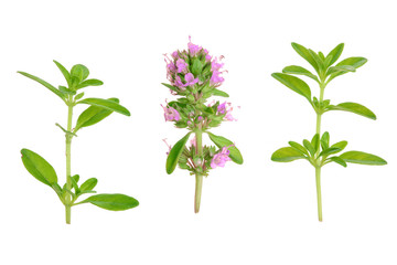 Naklejka premium Fresh thyme spice isolated on white background