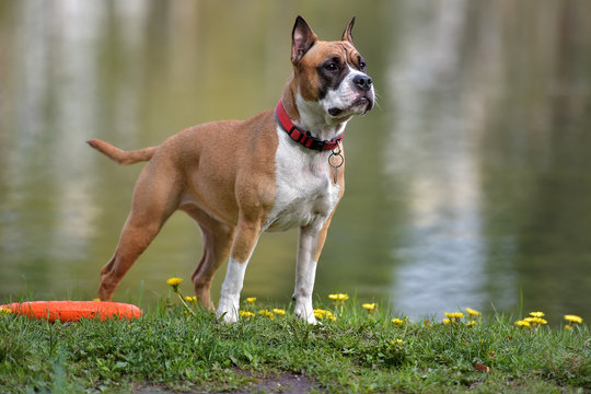 American Staffordshire Terrier