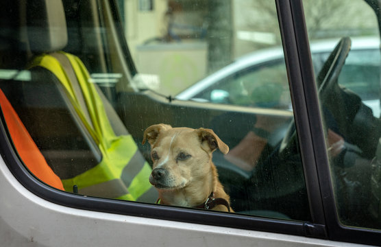 Hund im Auto