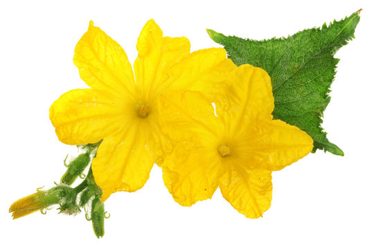 Fototapeta Cucumber flower with leaf isolated on white background